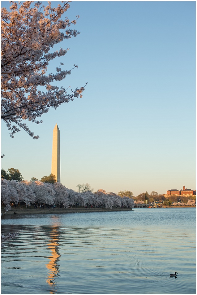 Last night my friend Erica and I walked around The Tidal Basin to catch a glimpse of the last few blossoms. It's my favorite time of the year in Dc. Spring reminds us of new life and whispers warm evenings will soon be here. I'm sad to see them go but Ill admit I'm glad the tourists are going with them and downtown will soon feel normal again.  