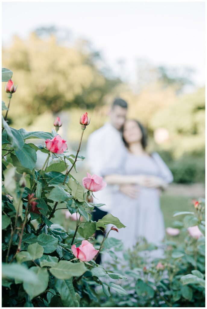 maternity photos in a rose garden 