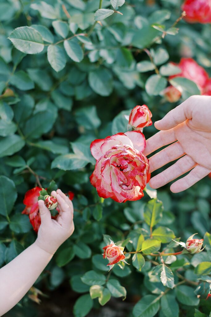 Finding Peace at Home